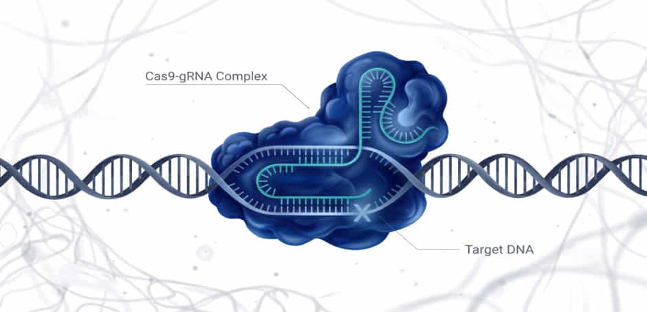The Accidental Discovery That Changed Genetics- The Story of CRISPR