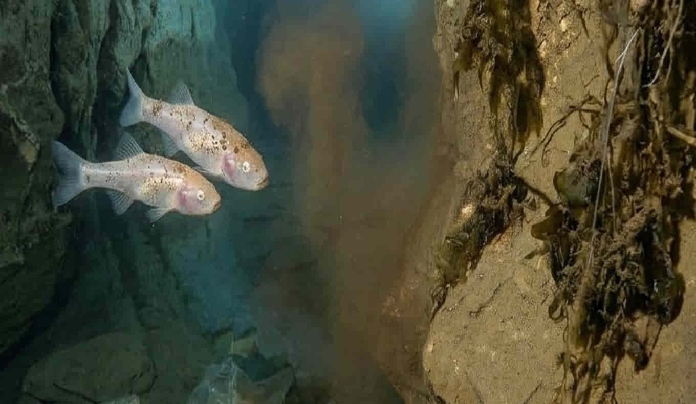 The hidden kingdoms beneath earth reveal nature's strangest eyeless fish survivors