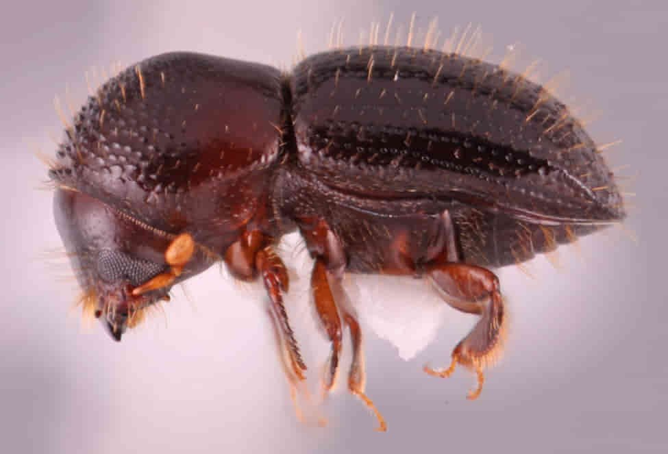 Tree-Killing Beetle Threatens Urban Forests Worldwide