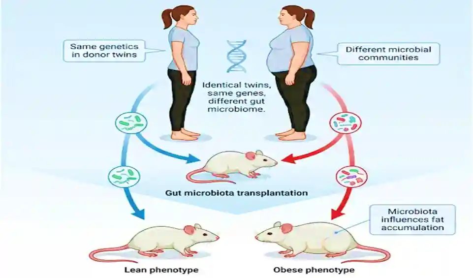 Can friendly bacteria protect us from obesity