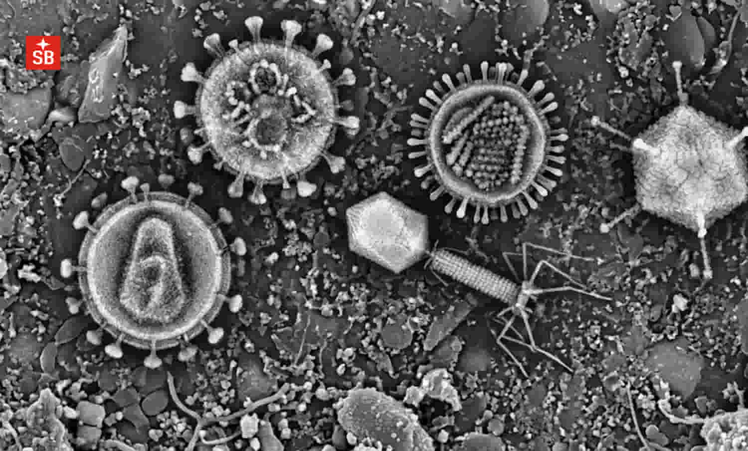 Seven ways to hunt soil viruses, seven different answers