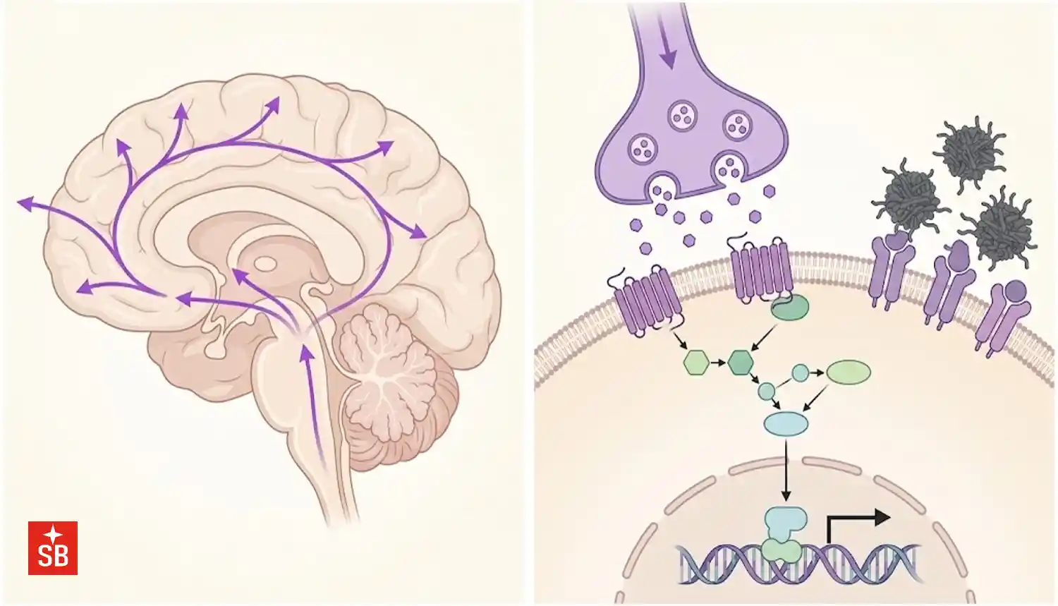 The Synaptic Eclipse: Alzheimer’s Disease - The silent eclipse that disrupts your brain's synchronization