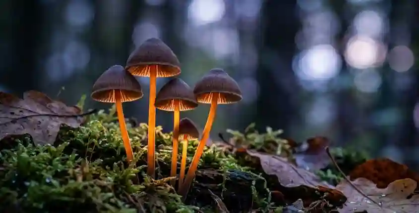Magic mushrooms might help more than the mind