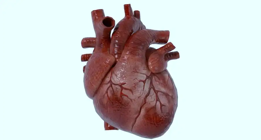 Transplanted hearts may take on the age of their new body