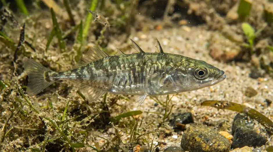 When a Tsunami erased a species barrier, evolution rebuilt it