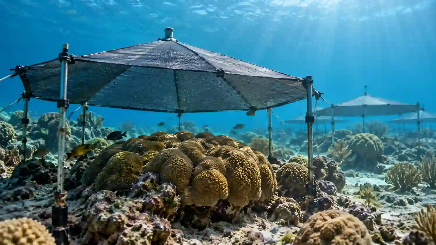 Could Underwater Umbrellas Save Coral Reefs
