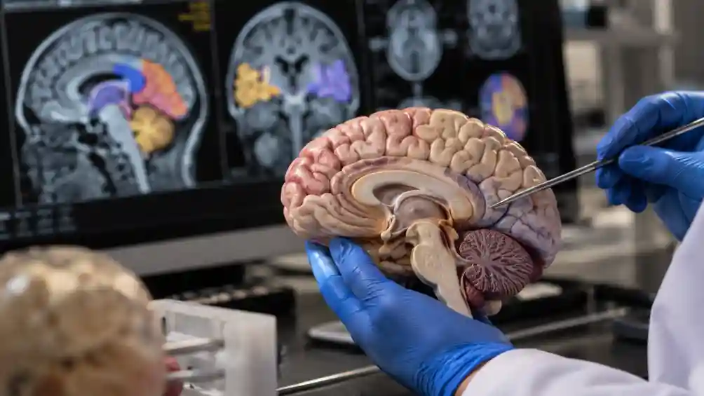 The hidden architecture of brain development