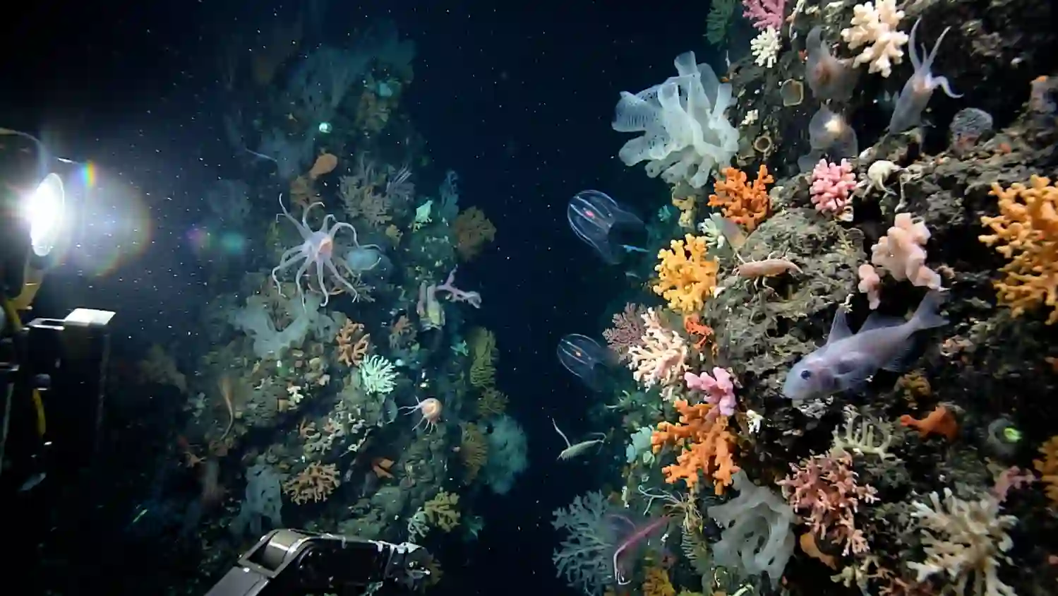 This deep-sea canyon was hiding 57 species new to science