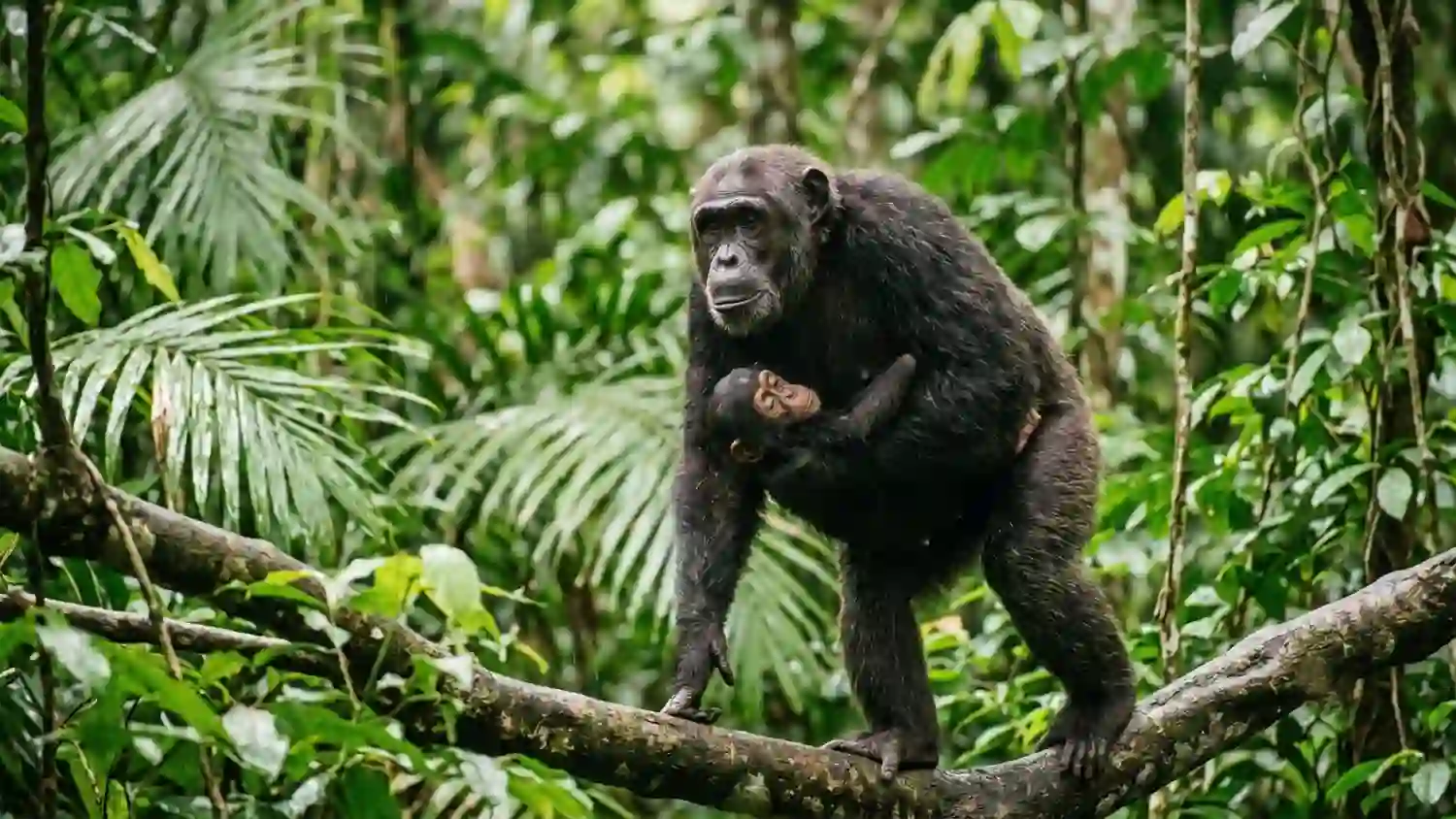Why Chimpanzee Mothers Carry Their Dead Babies for Months